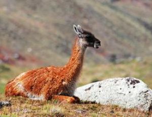 Guanaco