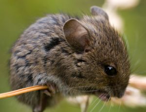 Comment se débarrasser des nuisibles ?