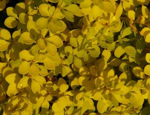 Berberis thunbergii 'Aurea'