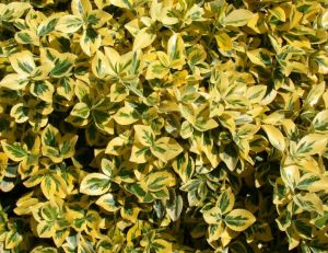 Euonymus fortunei 'Emerald Gold' © Jardiland