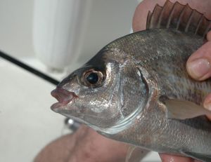 L'hameçon devra être adapte à la petite bouche de la dorade