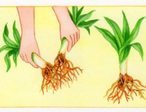 Diviser les pieds d'hémérocalles