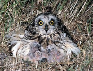 Hibou des marais ©Outback Images