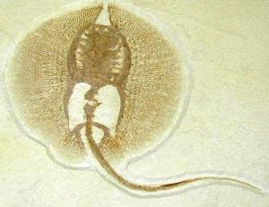 Squelette entier d’une raie fossile