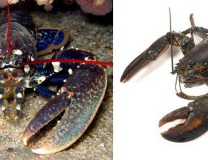 Homard européen, dit homard breton - Homard américain, dit homard du Maine