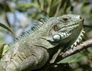 Un iguane contemporain