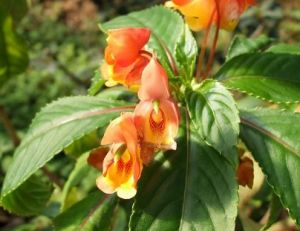 Impatiens bicaudata © Pépinières Fleurs du Sud
