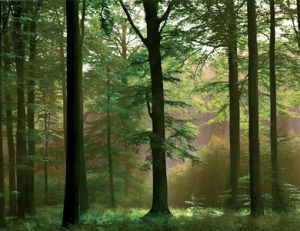 Défiscaliser grâce aux forêts