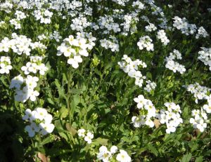 Arabis caucasica