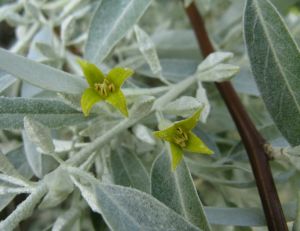 Elaeagnus angustifolia