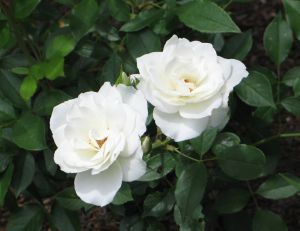 Rosier Iceberg