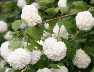 Viorne boule de neige (Viburnum opulus)