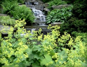 Alchemilla mollis (premier plan), hostas et fougères (à l’arrière)