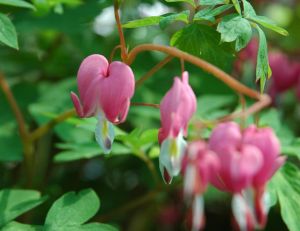 Dicentra