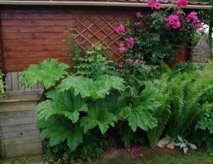 Dryopteris Gunnera Rosa