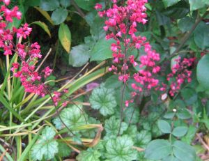 Heuchères (Heuchera)