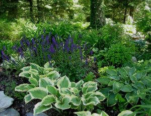 Hosta 'Liberty' Salvia 'May Night'