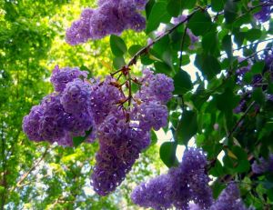 Créer un jardin parfumé