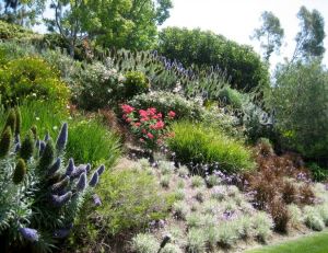 Planter des végétaux dans un jardin en pente