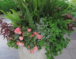Quelles plantes pouvez-vous mettre en pot