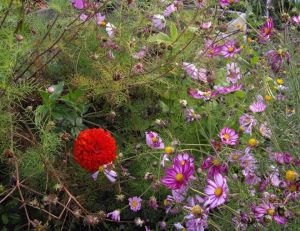 Le jardinage naturel