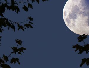 Bien jardiner avec la lune