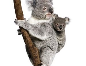 Un koala
... Des koalas