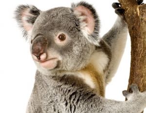 Un koala ou une peluche ?