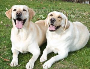 Choisir la race de son chien : le Labrador Retriever