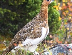 Le lagopède en plumage d'automne