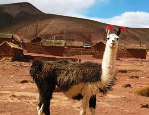 Lama