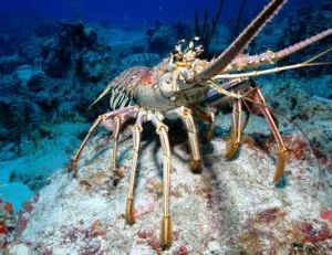 La langouste, un fruit de mer facile à cueillir !