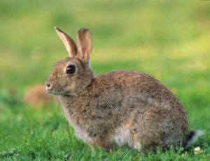 Lapin de garenne - ©J.C. Meslé