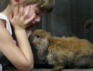 Rendre propre son lapin