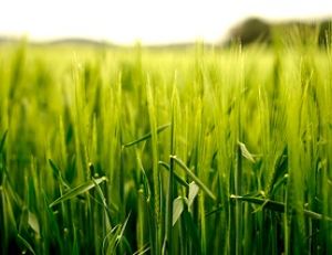 Les céréales complètes : source de vitamines et de sels minéraux