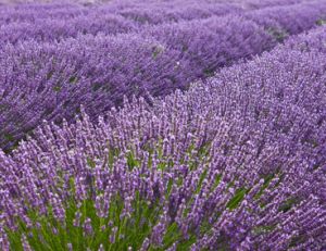 la/lavande-plante.jpg