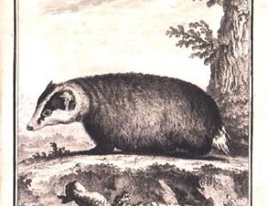 Gravure contemporaine de Buffon, le taisson est devenu blaireau