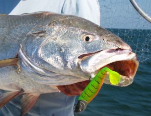 La pêche à la verticale donne d'excellents résultats