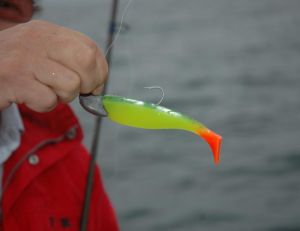 Le shad est le leurre souple le plus employé pour la verticale