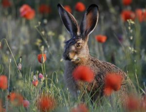 Lièvre dans les coquelicots