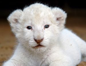 Lionceau blanc