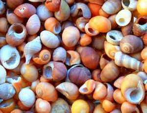 Mollusques : escargot, moule, pieuvre, bénitier…