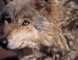 Loup - ©J.C. Meslé