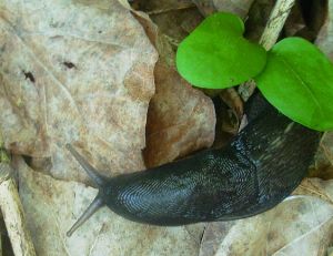Se débarrasser des limaces et des escargots
