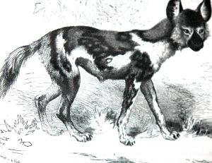 Lycaon