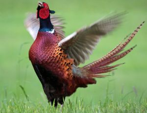 Un coq faisan en tenue de parade
