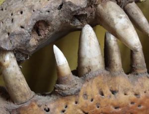Mâchoire d’un crocodile adulte