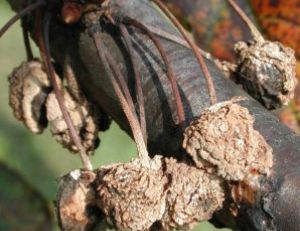 Monoliose sur un cerisier
