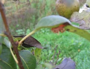 Rouille sur un poirier