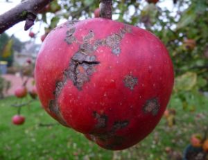 Tavelure sur un pommier